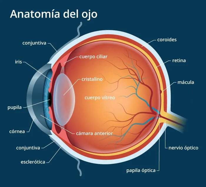Anatomía del ojo humano - estructura ocular
